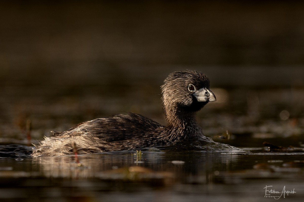 Bindentaucher - ML627990803