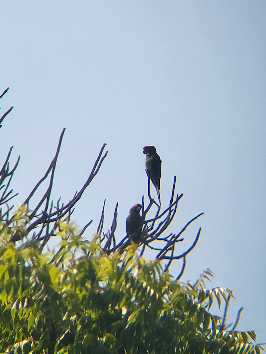 Psittacara sp. - ML627990808