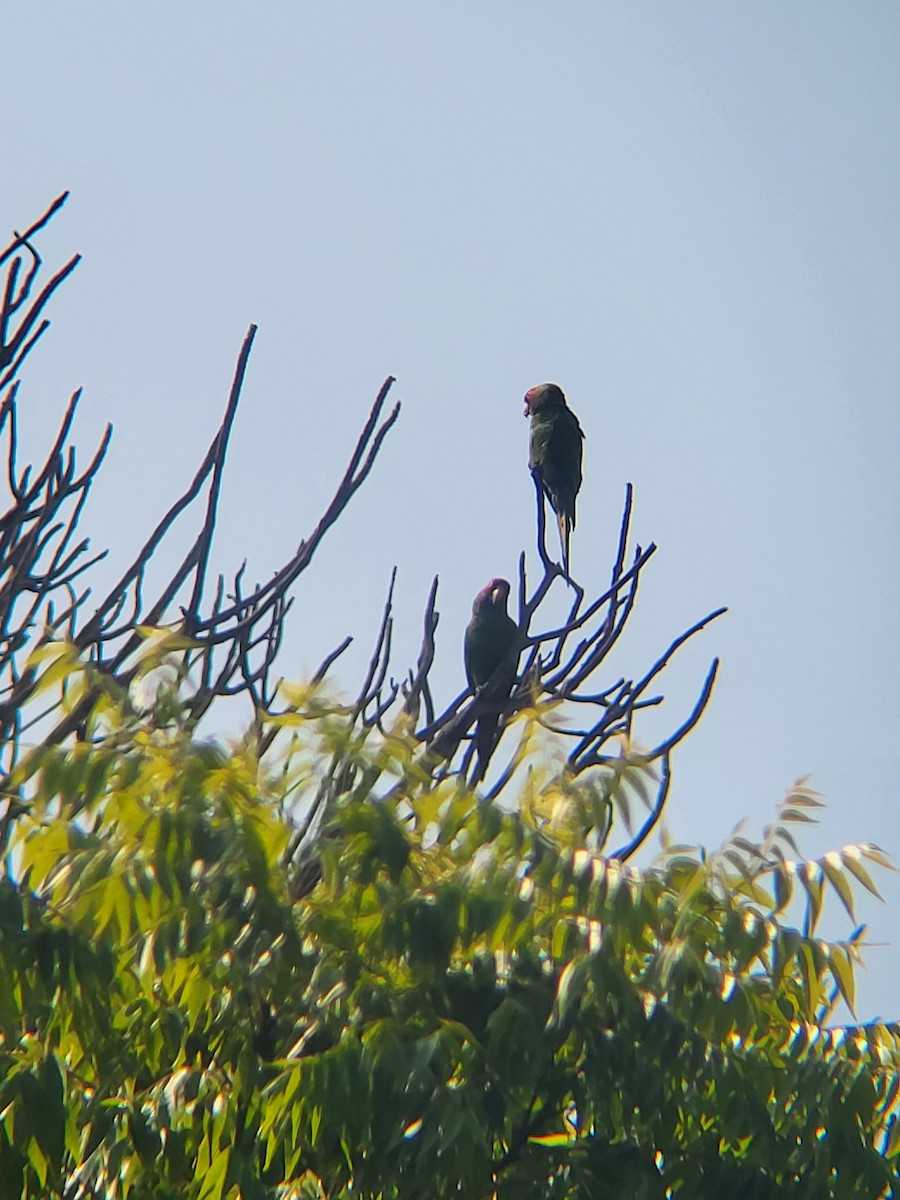 Psittacara sp. - ML627990809