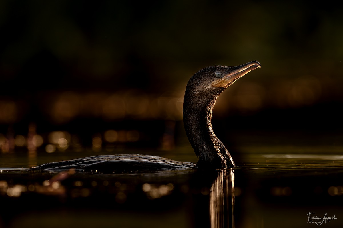 Humboldtscharbe - ML627990810