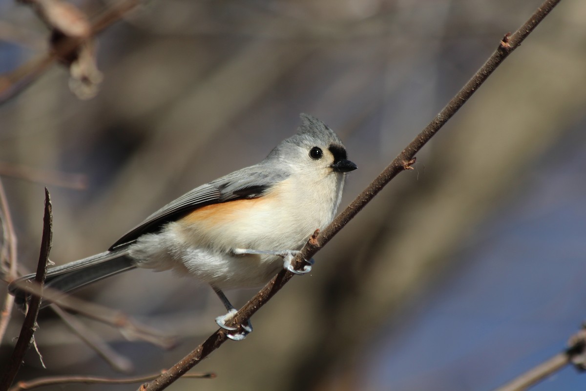 Tufted Titmouse - ML627990913