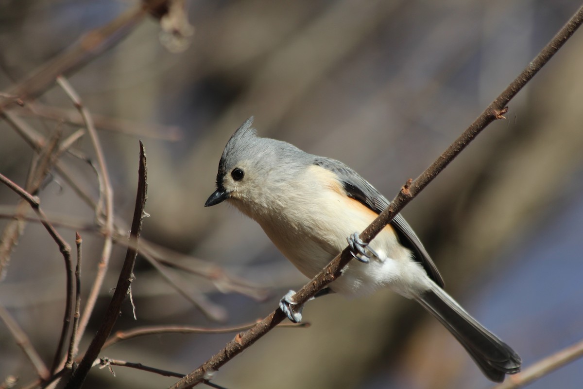 Tufted Titmouse - ML627990914