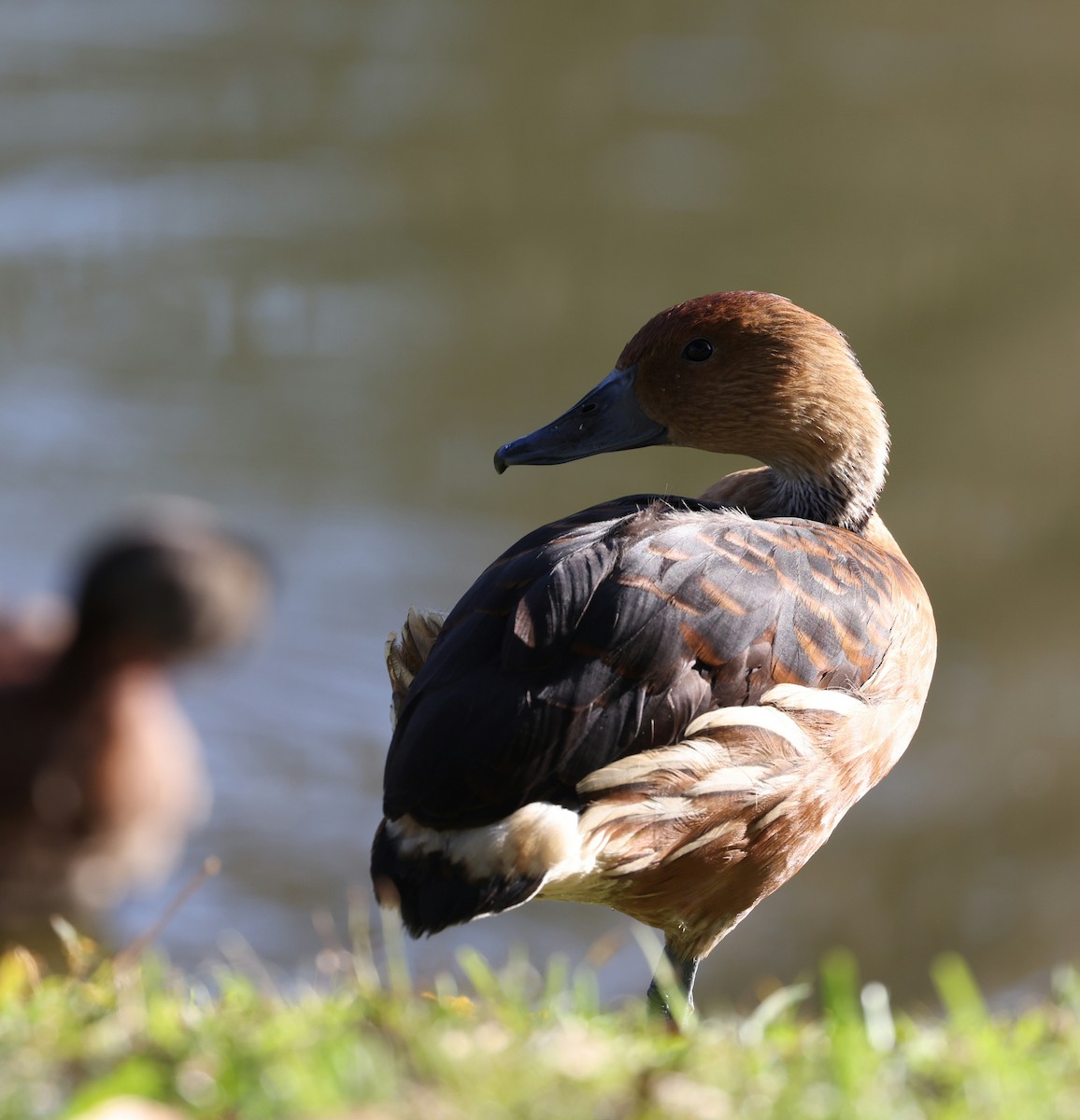 Fulvous Whistling-Duck - ML627990986