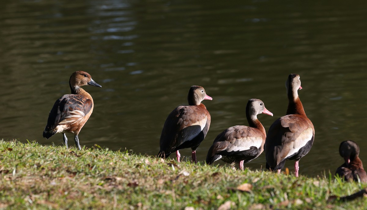 Fulvous Whistling-Duck - ML627990987