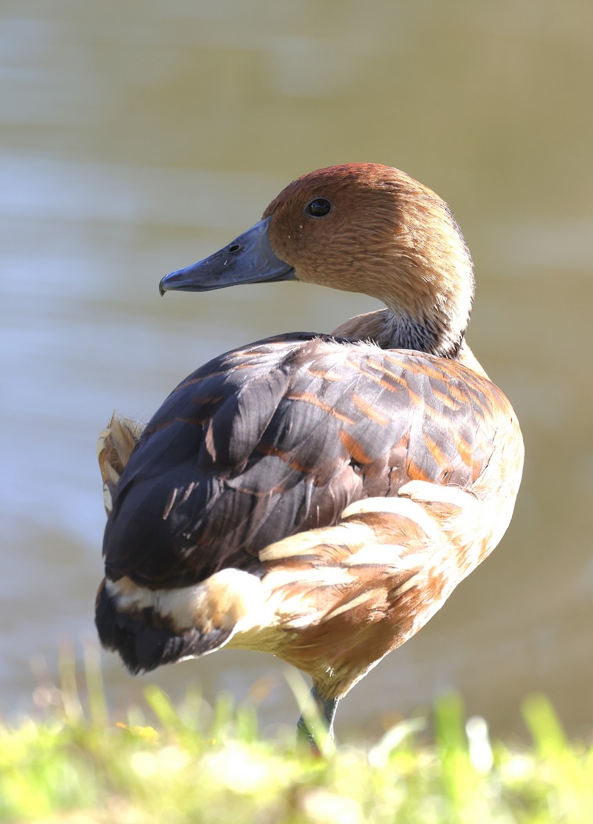 Fulvous Whistling-Duck - ML627990988