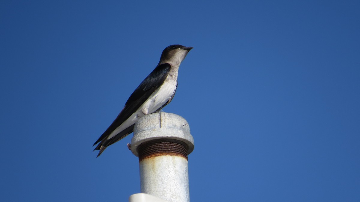 Gray-breasted Martin - ML627991077