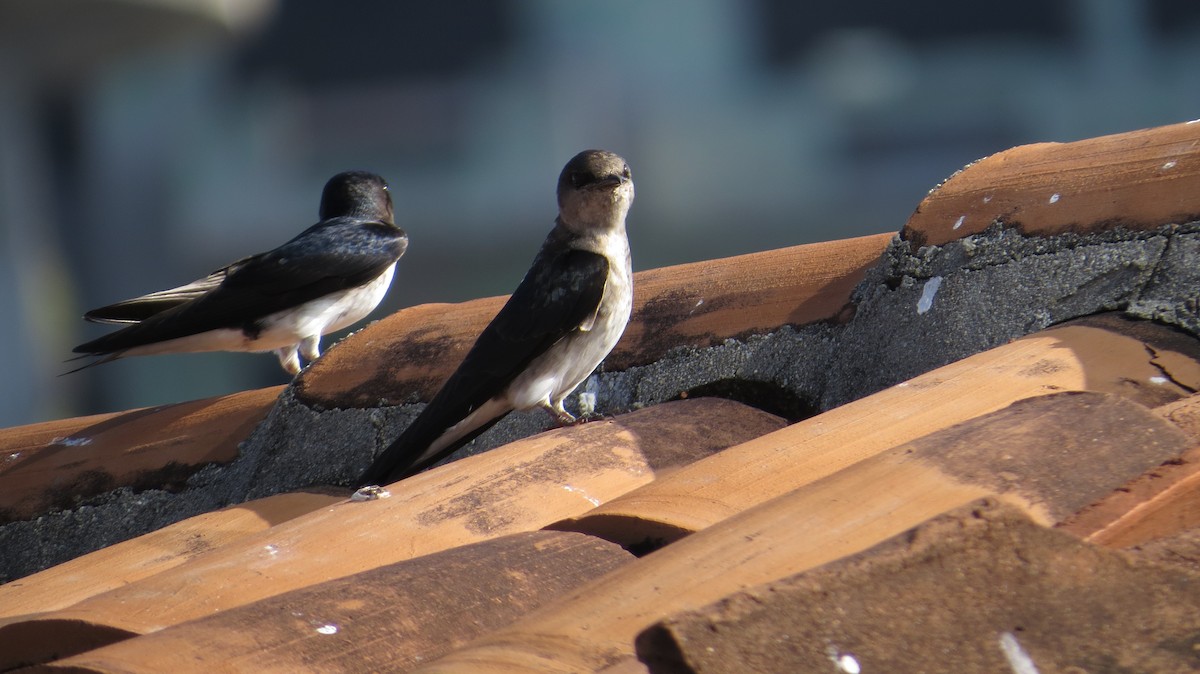 Gray-breasted Martin - ML627991078