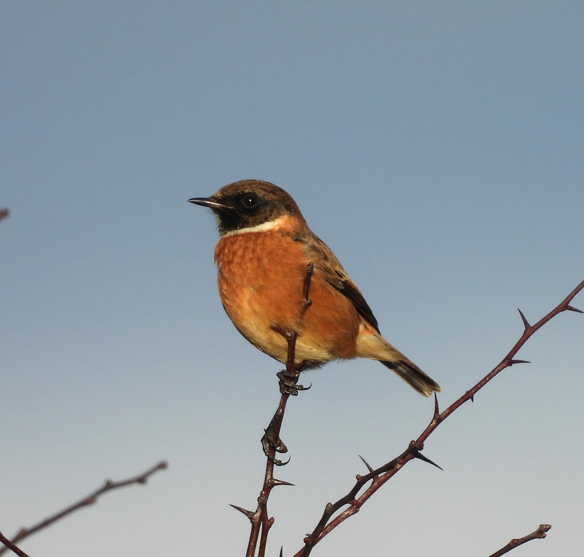 European Stonechat - ML627991105