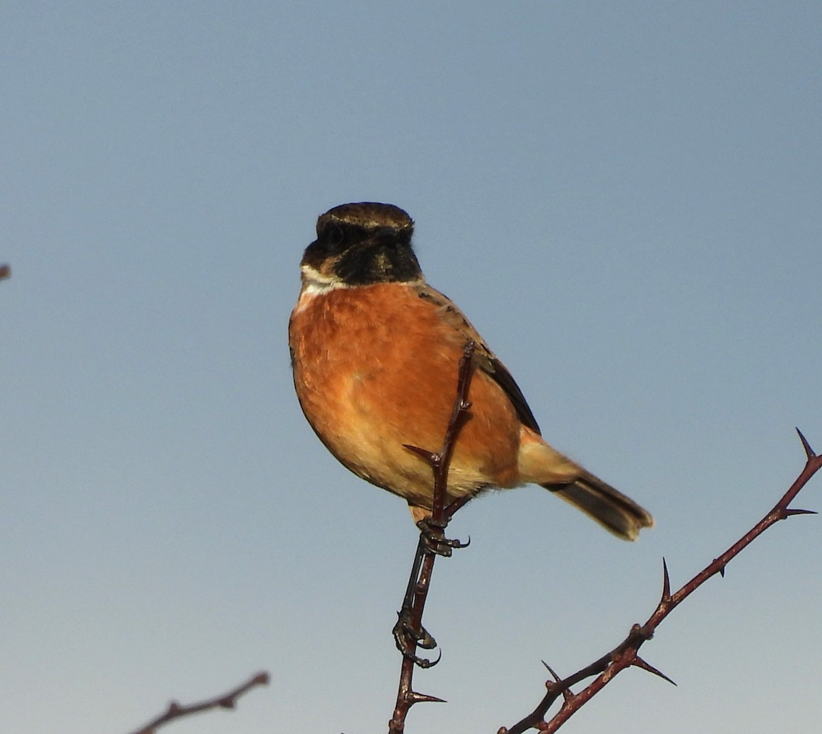 European Stonechat - ML627991109