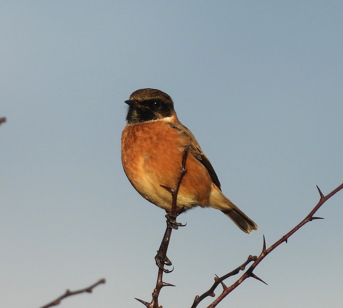 European Stonechat - ML627991115