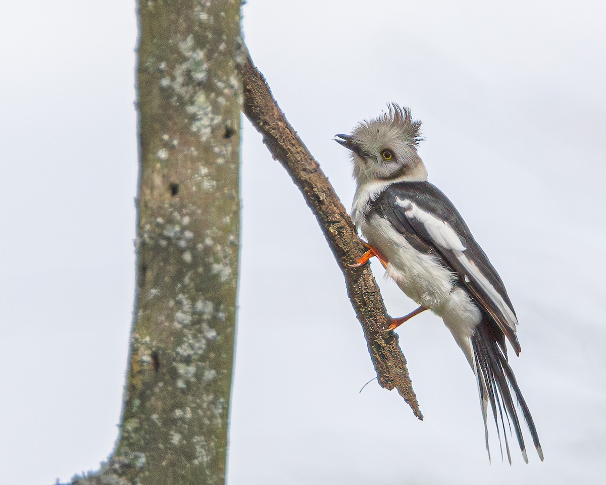 Gray-crested Helmetshrike - ML627991126