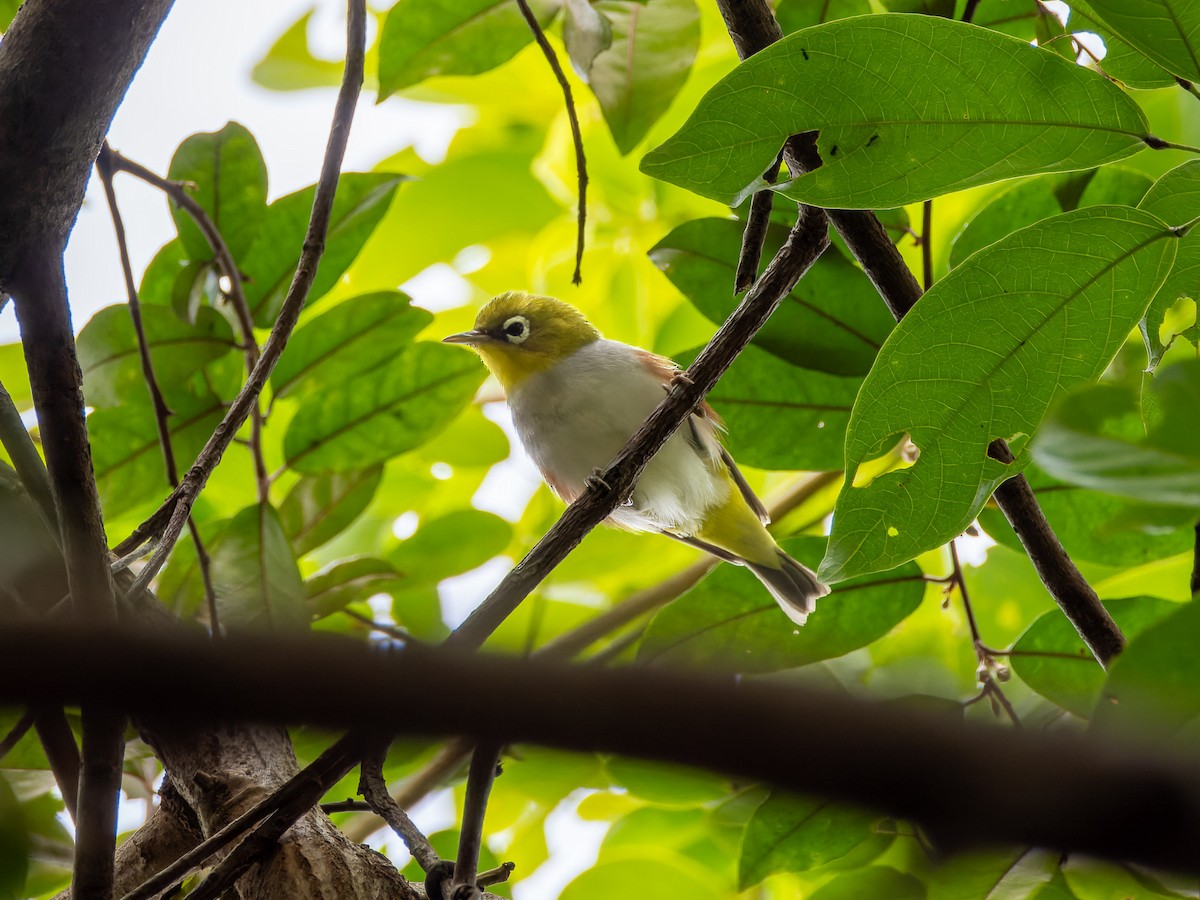 Chestnut-flanked White-eye - ML627991188