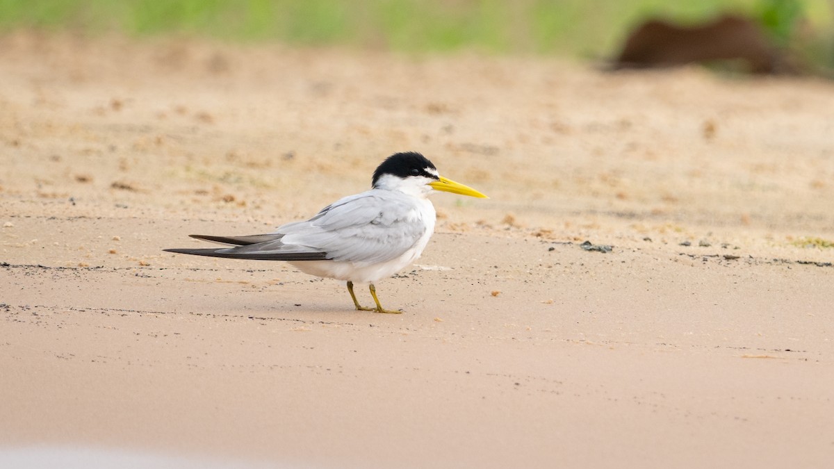 Yellow-billed Tern - ML627991212