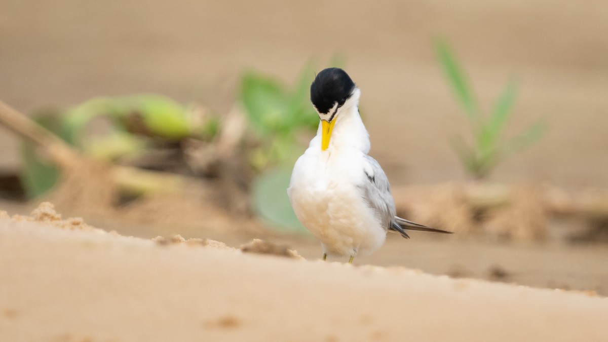 Yellow-billed Tern - ML627991244