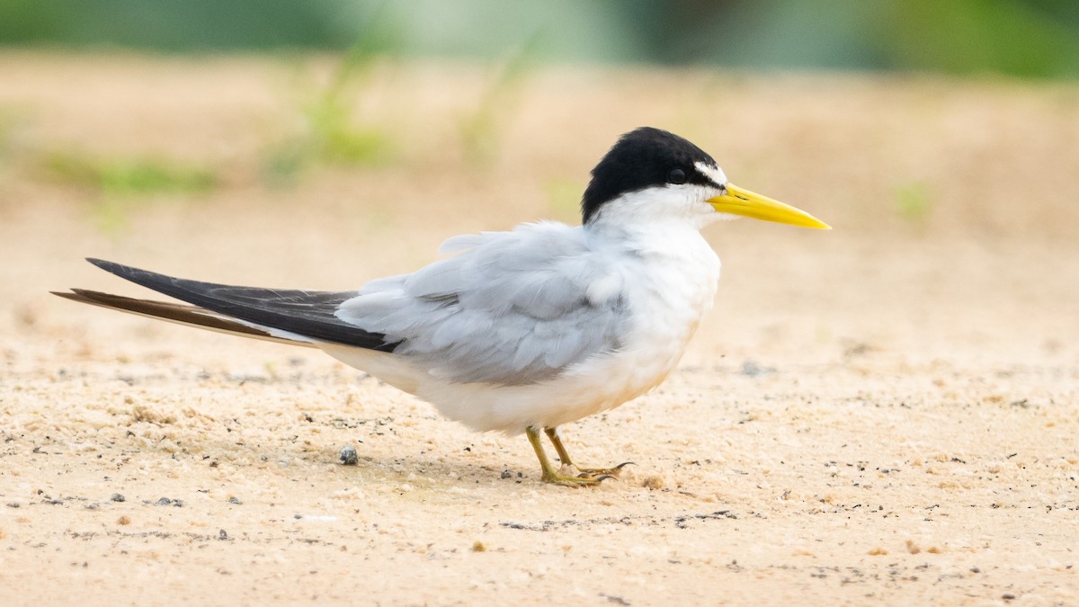 Yellow-billed Tern - ML627991268