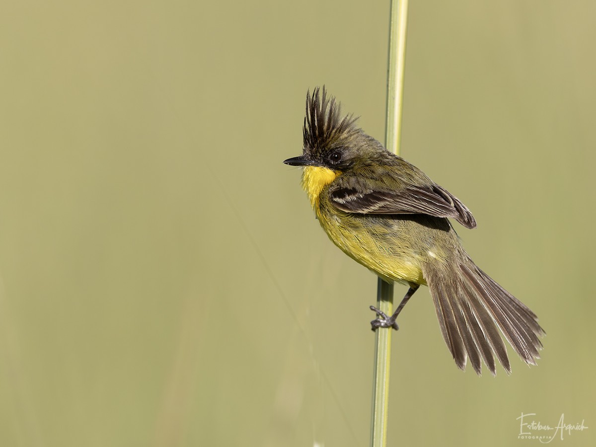 Schopfsumpftyrann - ML627991335