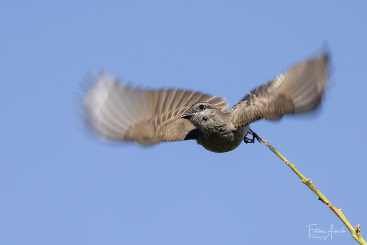 Graumaskentyrann - ML627991338