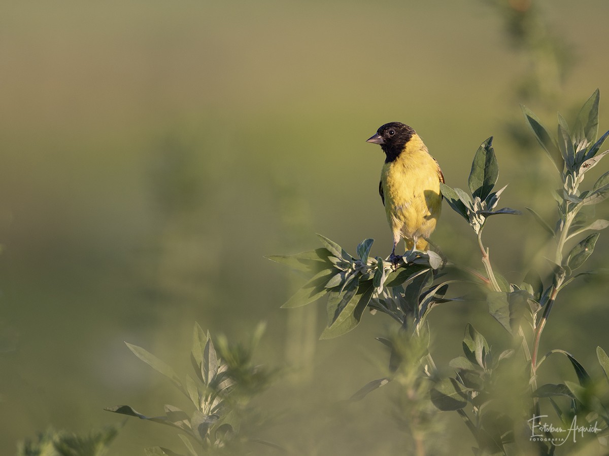 Magellanzeisig - ML627991350