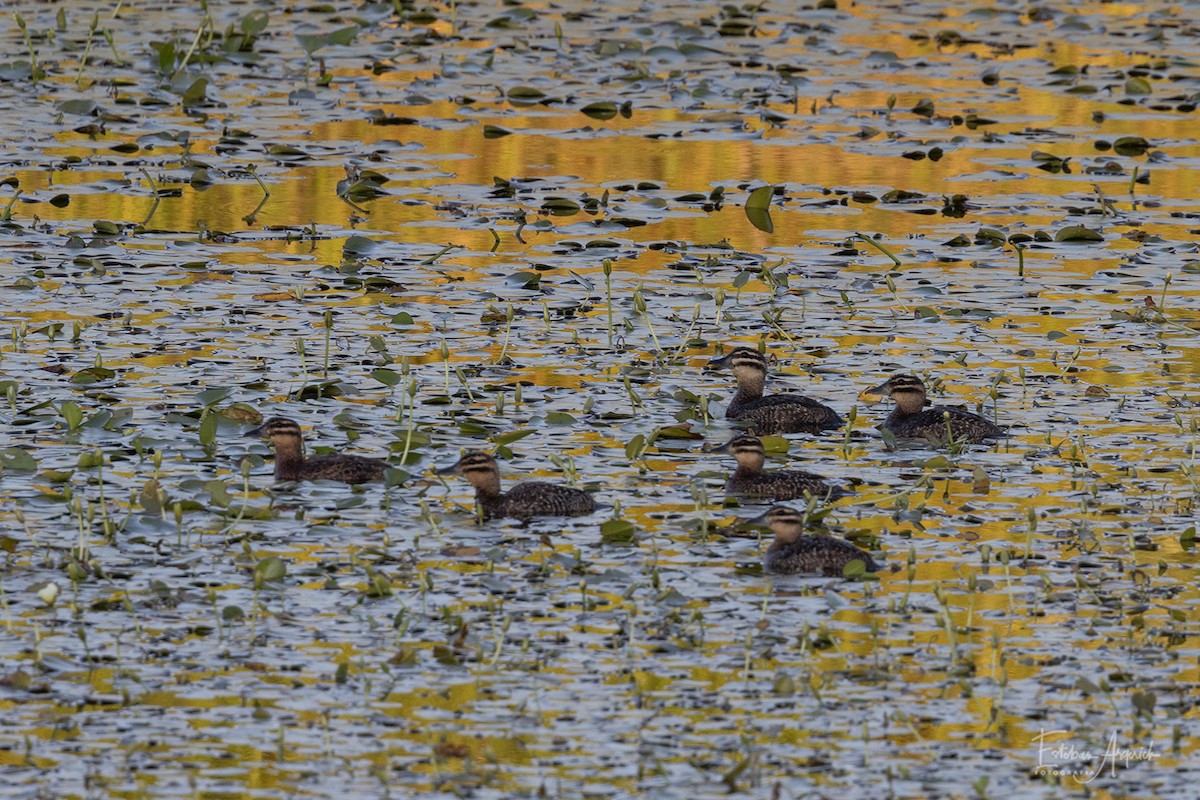 Maskenruderente - ML627991373