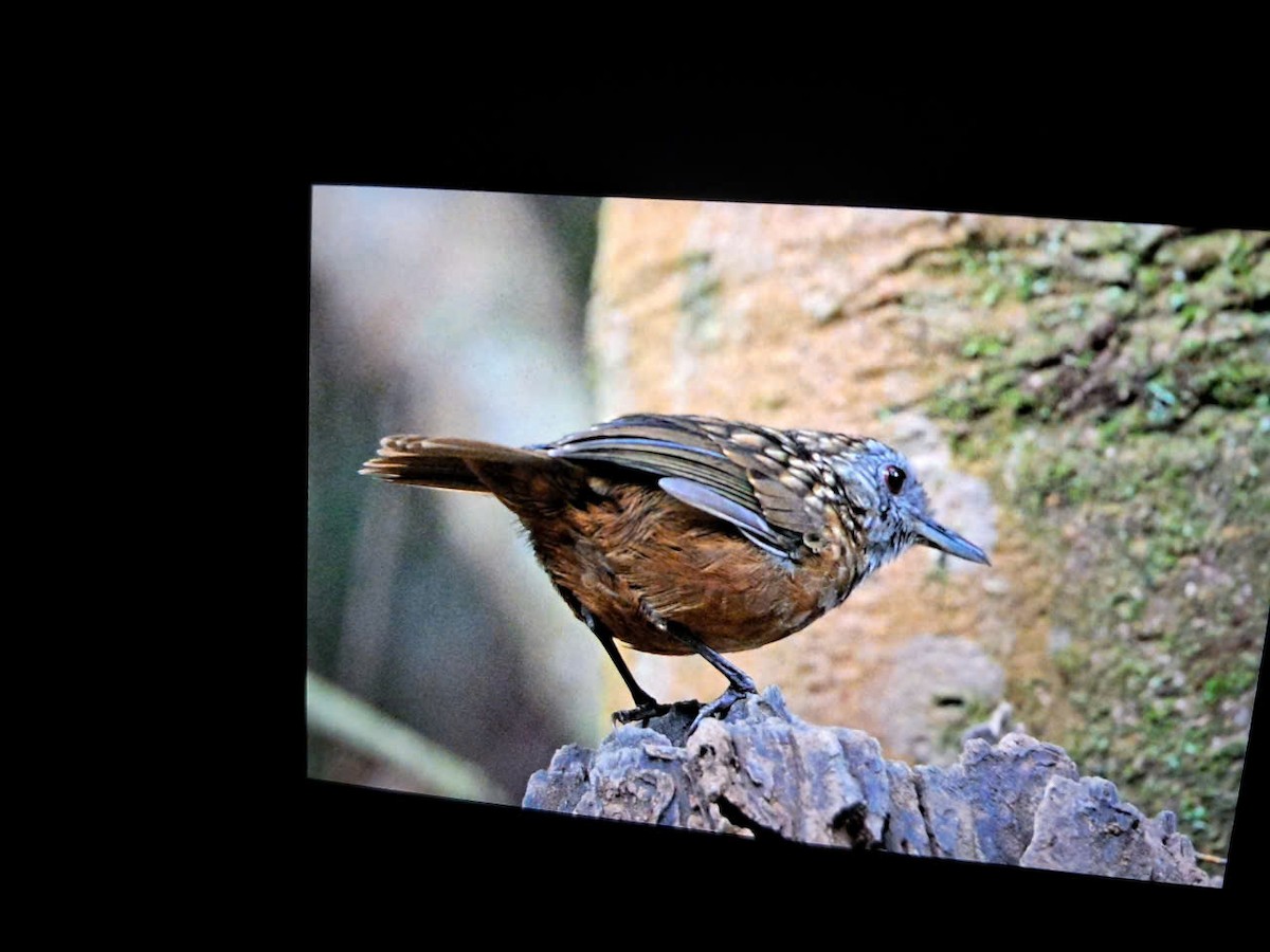 Streaked Wren-Babbler - ML627991449