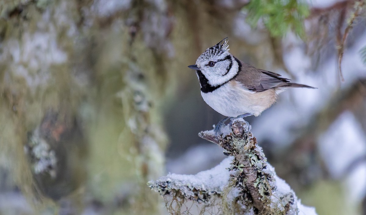 Crested Tit - ML627991488