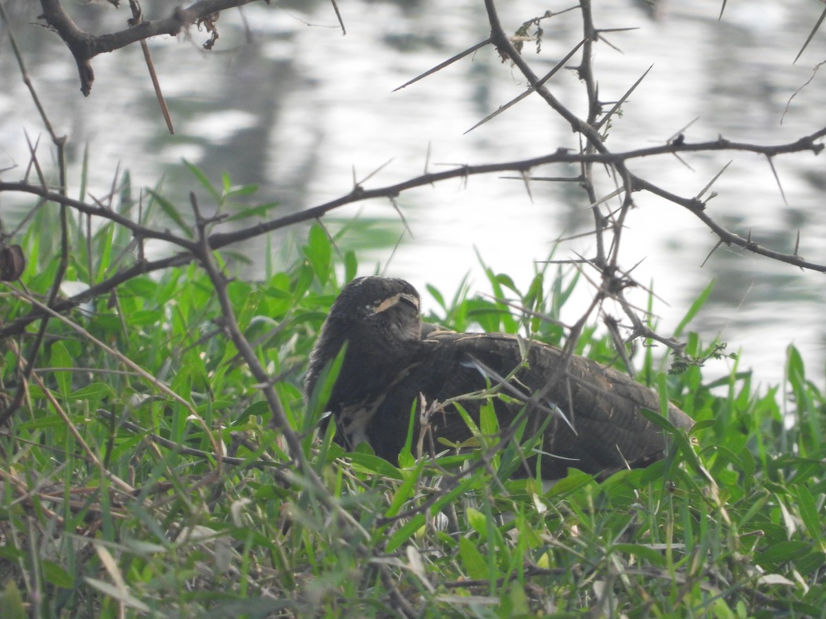 Greater Painted-Snipe - ML627991552