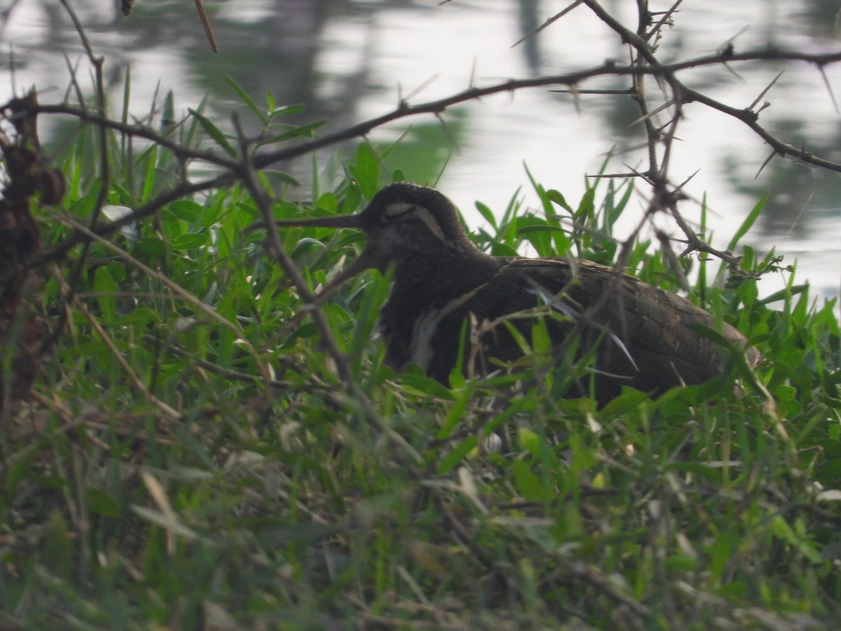 Greater Painted-Snipe - ML627991555