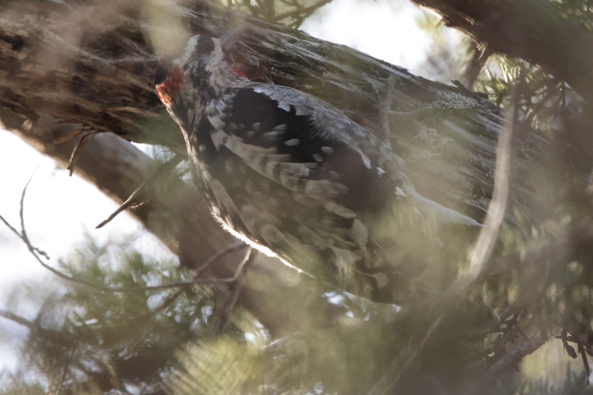 Red-naped Sapsucker - ML627991652