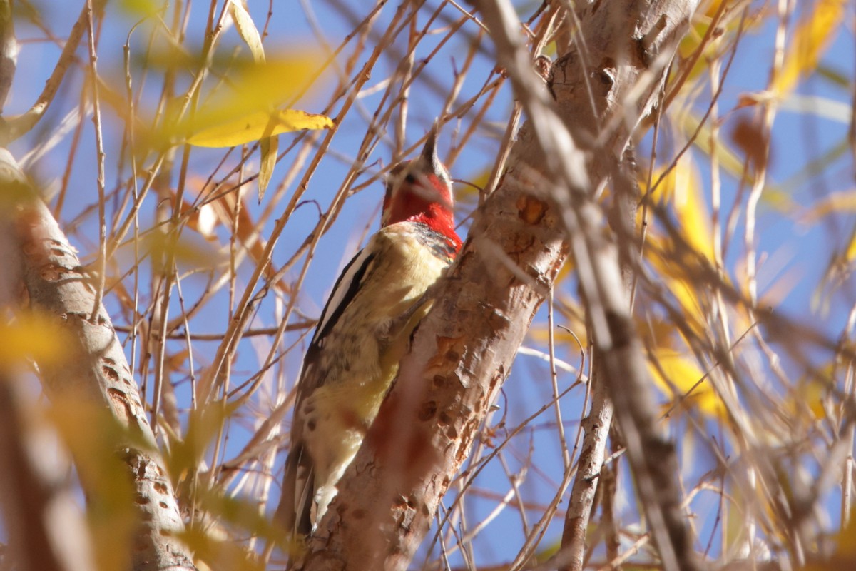 Red-naped x Red-breasted Sapsucker (hybrid) - ML627991690