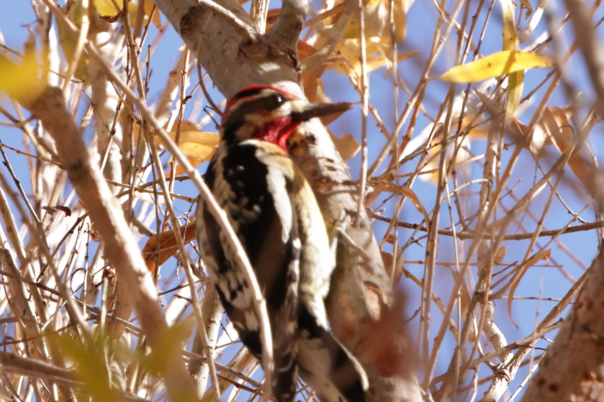 Red-naped x Red-breasted Sapsucker (hybrid) - ML627991692