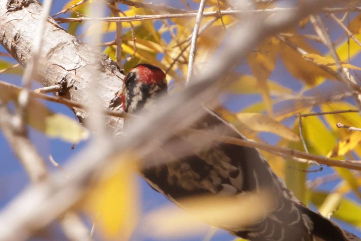 Red-naped x Red-breasted Sapsucker (hybrid) - ML627991693