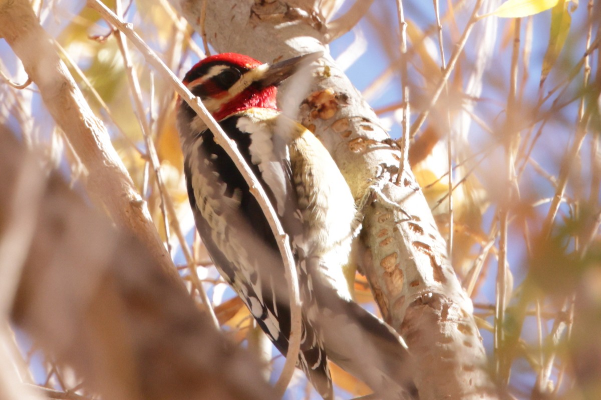 Red-naped x Red-breasted Sapsucker (hybrid) - ML627991694