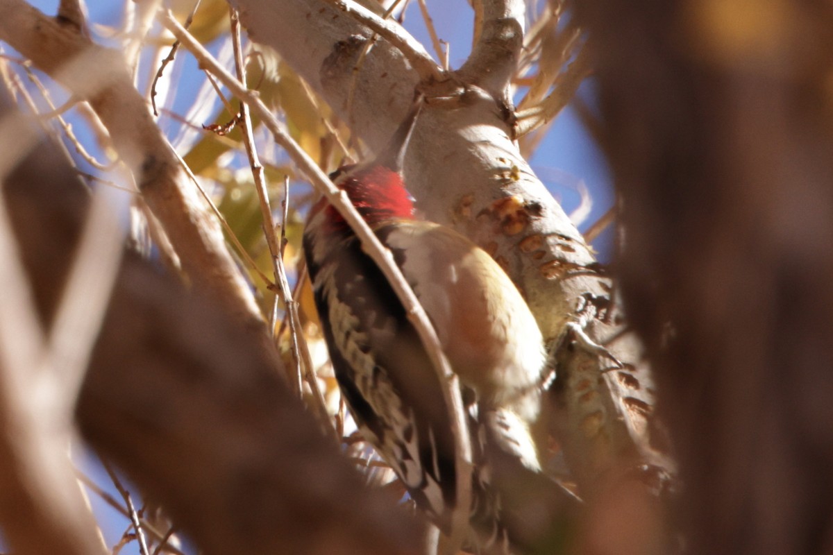 Red-naped x Red-breasted Sapsucker (hybrid) - ML627991695