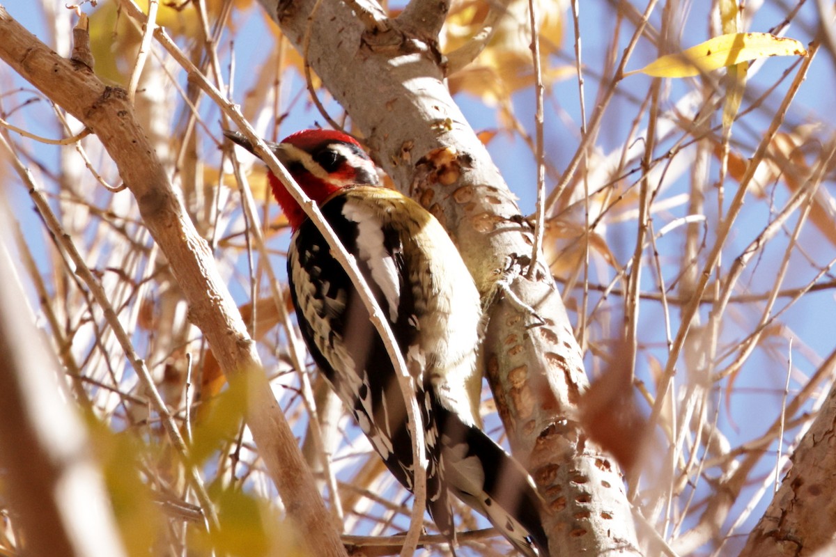 Red-naped x Red-breasted Sapsucker (hybrid) - ML627991696