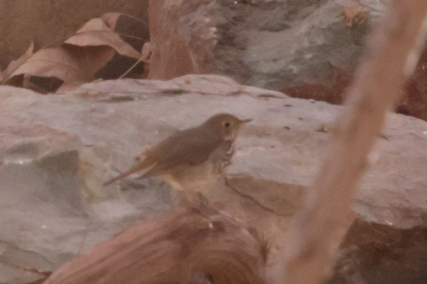Hermit Thrush - ML627991733