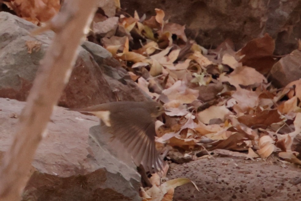 Hermit Thrush - ML627991734