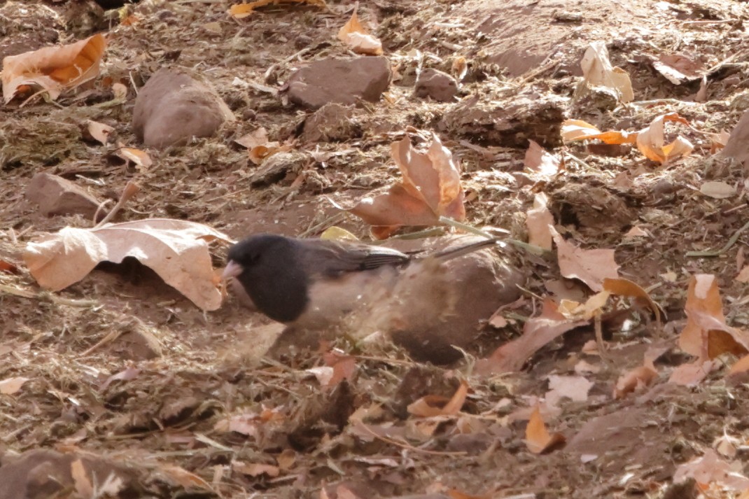 Dark-eyed Junco (cismontanus) - ML627991758