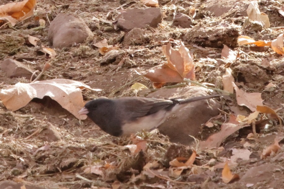 Dark-eyed Junco (cismontanus) - ML627991759