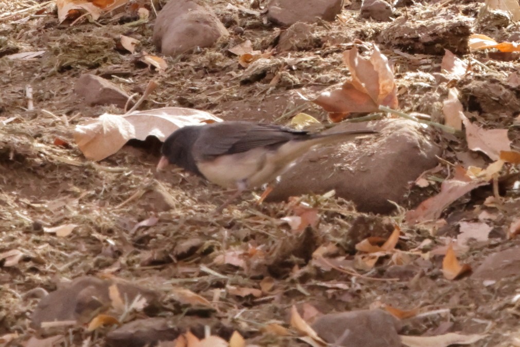 Dark-eyed Junco (cismontanus) - ML627991760