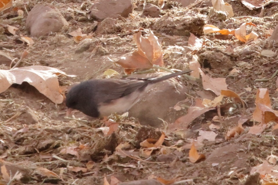 Dark-eyed Junco (cismontanus) - ML627991761