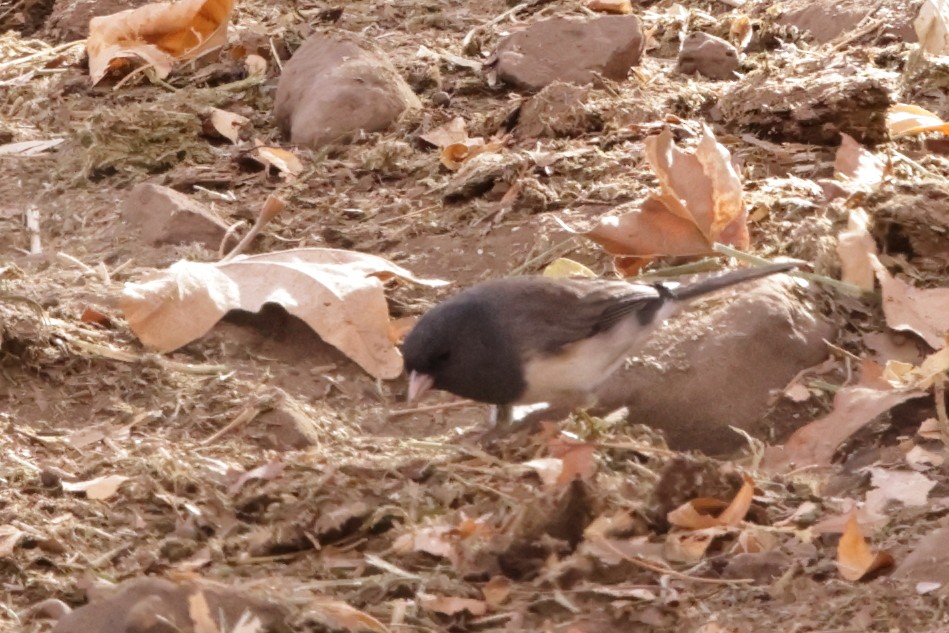 Dark-eyed Junco (cismontanus) - ML627991762