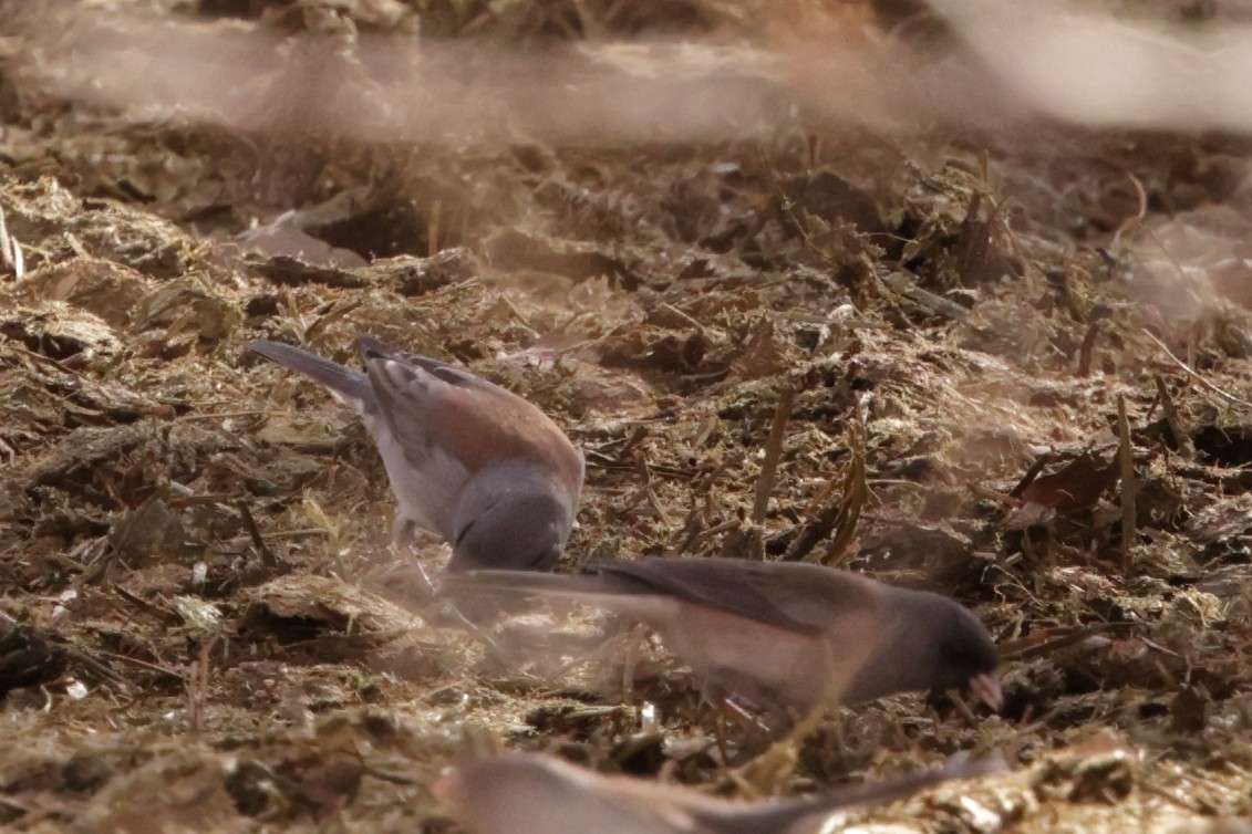 Dark-eyed Junco (Pink-sided x Gray-headed) - ML627991788