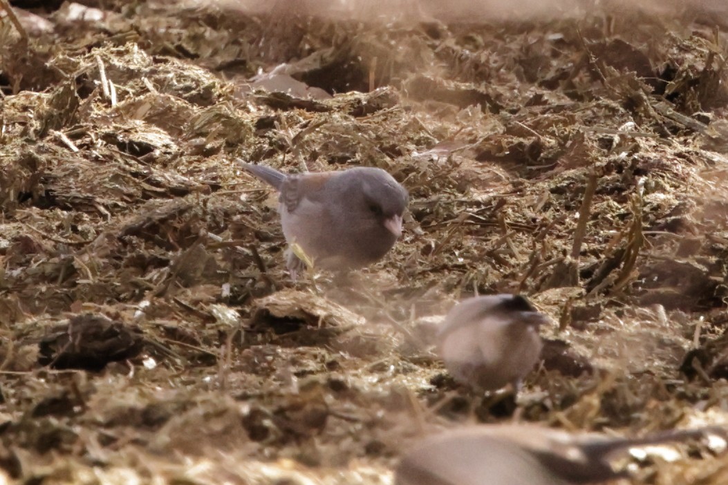 Dark-eyed Junco (Pink-sided x Gray-headed) - ML627991789