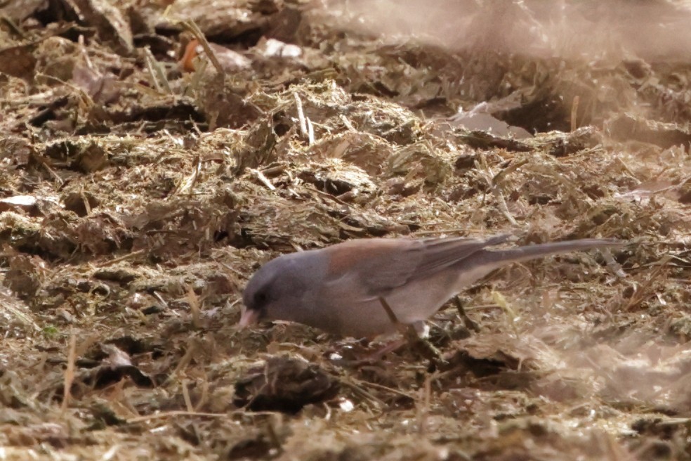 Dark-eyed Junco (Pink-sided x Gray-headed) - ML627991792