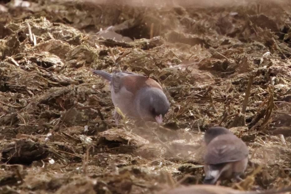 Dark-eyed Junco (Pink-sided x Gray-headed) - ML627991793