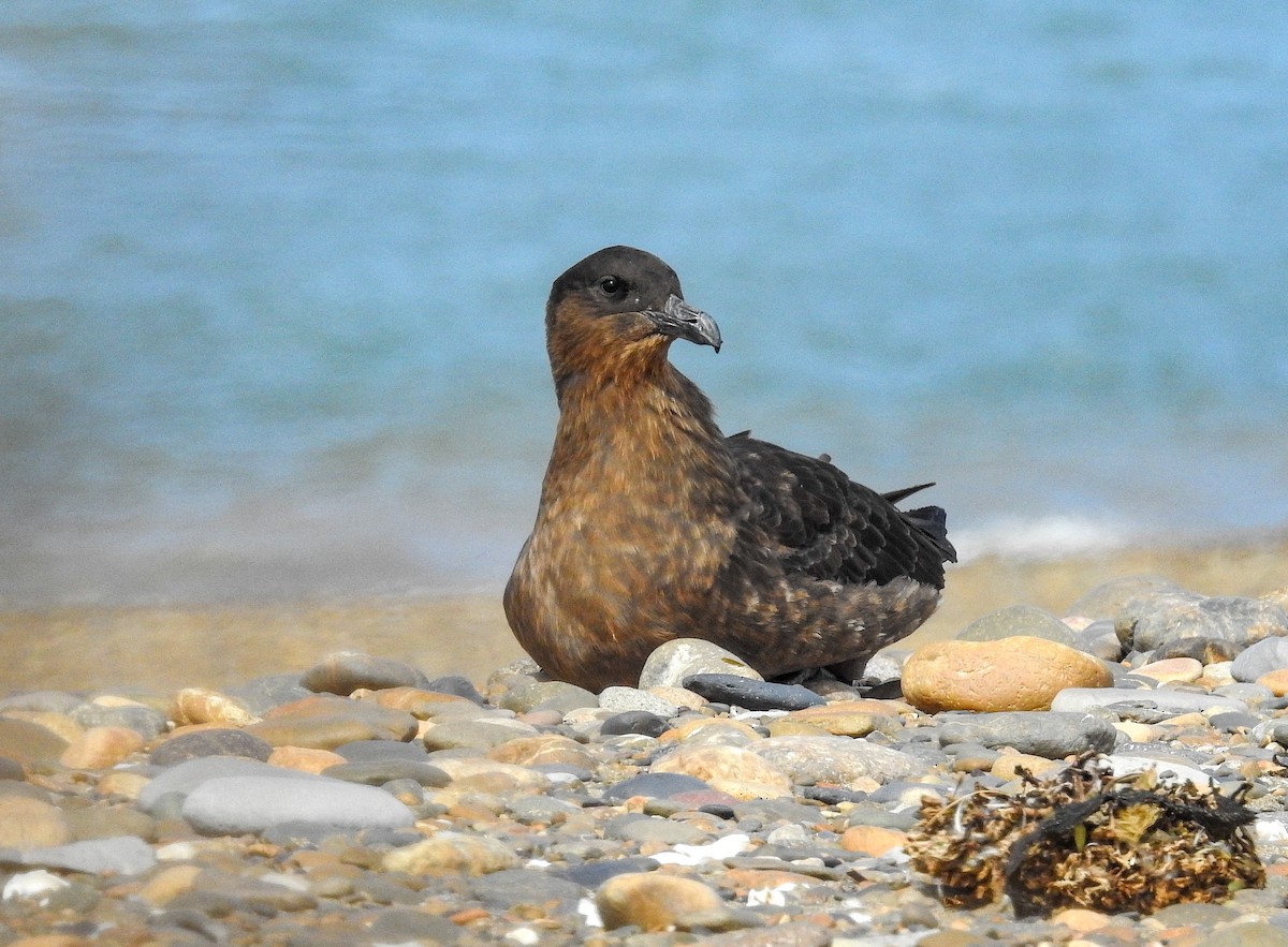 Chilean Skua - ML627991837