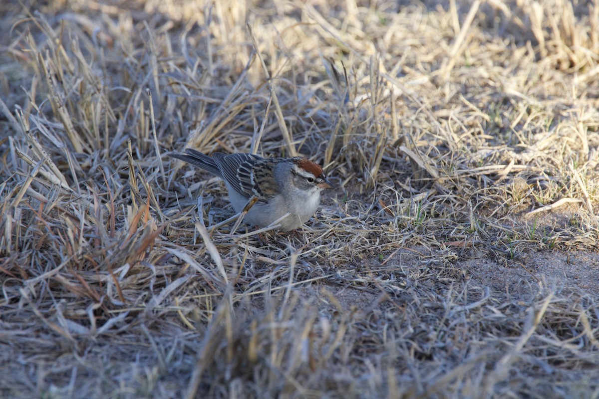 Chipping Sparrow - ML627991838