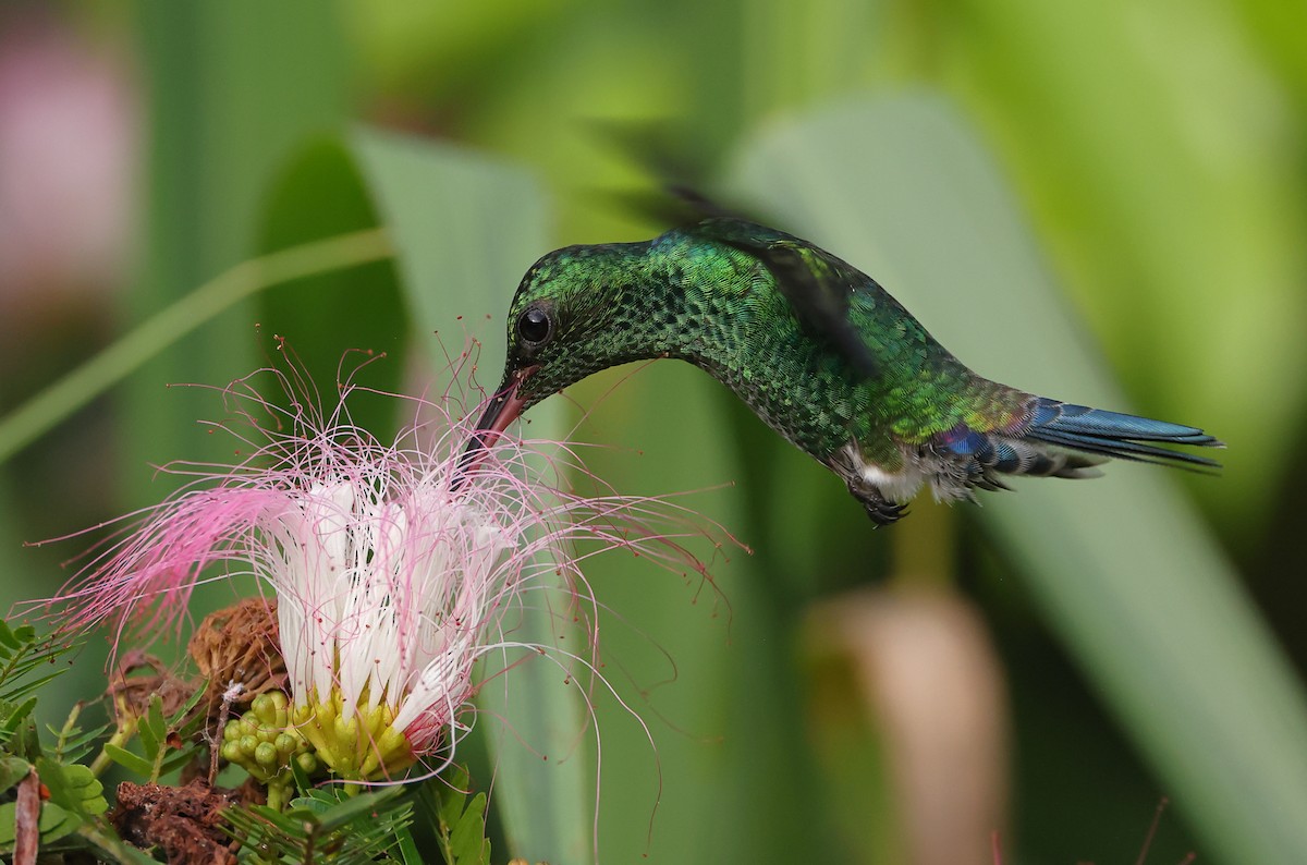 Red-billed Emerald - ML627991842