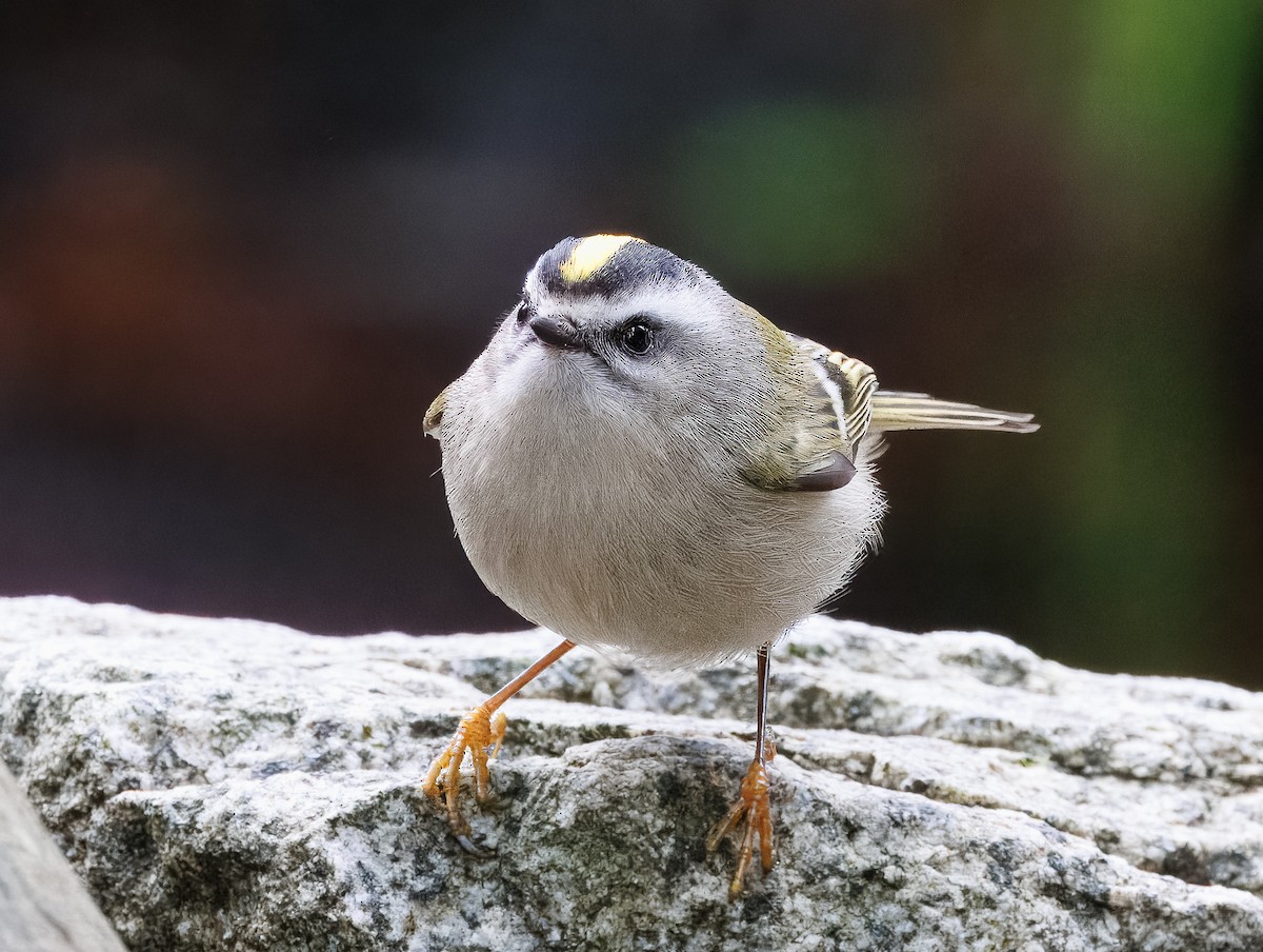 Golden-crowned Kinglet - ML627991857