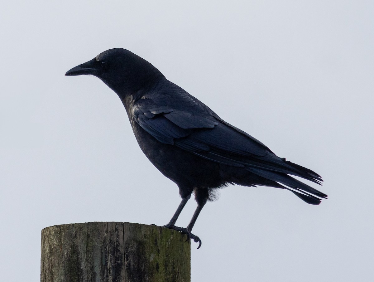 American Crow - ML627991858